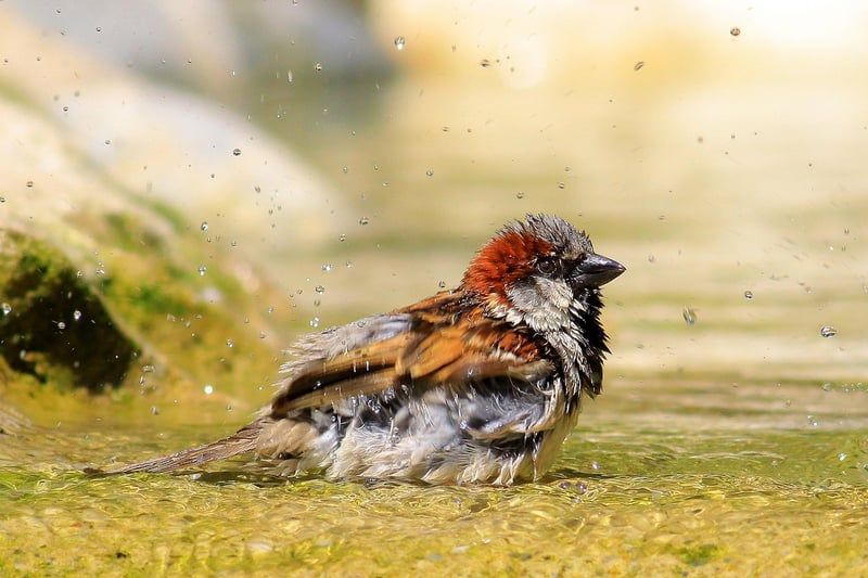 moineau
